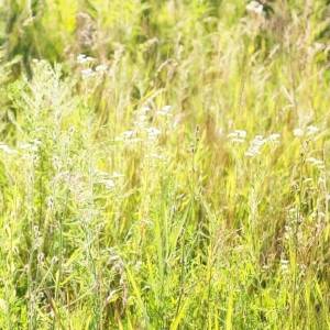Allergiás tüneteket okoznak a fűfélék